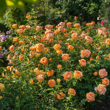 Rosa DAVID AUSTIN 'Lady of Shalott' - Lady Of Shalott Rose