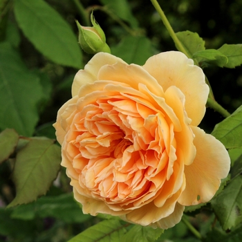 Rosa DAVID AUSTIN 'Crown Princess Margareta' - Crown Princess Marageta Rose