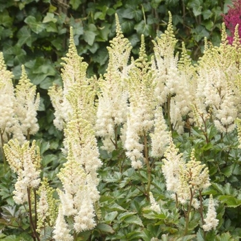 Astilbe chinensis 'Mojito' - Mojito Astilbe