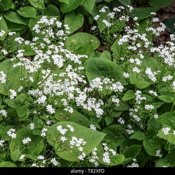 Brunnera macrophylla 'Betty Bowring' - Betty Bowring Siberian Bugloss