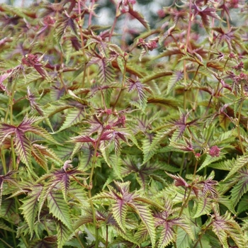 Filipendula x 'Red Umbrellas' - Red Umbrellas Meadowsweet