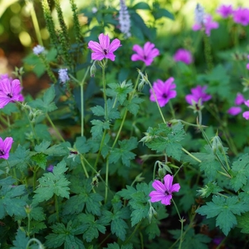 Geranium x 'Elworthy Eyecatcher' - Elworthy Eyecatcher Cranesbill