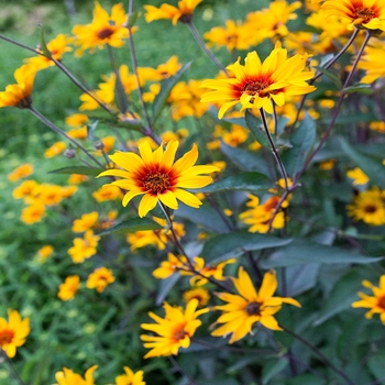 Heliopsis helianthoides var. scabra - 'Burning Hearts' False Sunflower