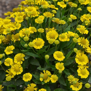 Helenium autumnale (Sneezeweed) - Mariachi™ 'Sombrore'