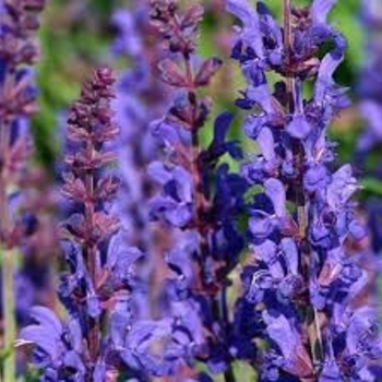 Salvia nemorosa 'Dark Matter' - 'Dark Matter' Meadow Sage