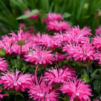 Monarda - 'Electric Neon Coral' Bee Balm