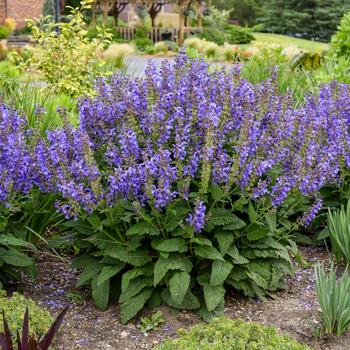 Salvia - Living Large™ 'Big Sky'