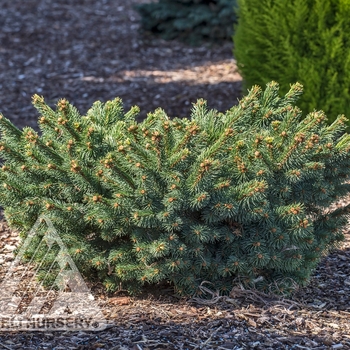 Picea abies 'Calvary' - Calvary Spruce