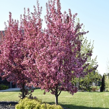 Malus 'Pink Sparkles' - 'Pink Sparkles' Crabapple