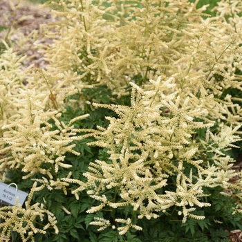 Aruncus 'Goatee' - Goatee Goat's Beard