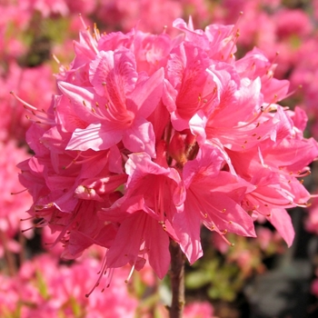 Azalea x 'Rosy Lights' - Rosy LightsDeciduous Azalea