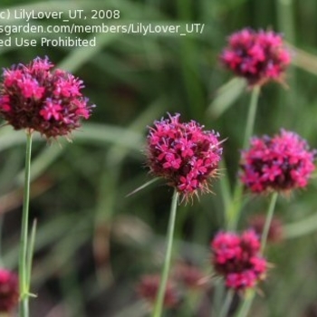 Dianthus pinifolius - Dwarf Pineleaf Garden Pink