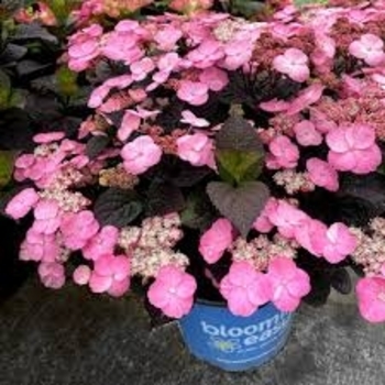 Hydrangea x 'Pink Dynamo' - Pink Dynamo Mountain Hydrangea