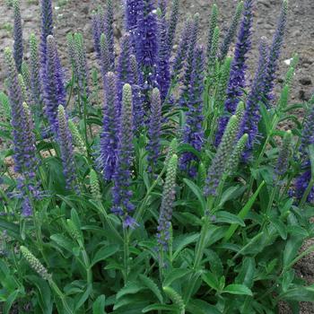 Veronica - 'Baby Blue' Speedwell
