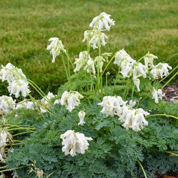 Dicentra - 'White Diamonds' Fern-Leaf Bleeding Heart