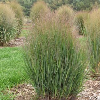 Panicum virgatum - 'Half Pint' Switchgrass
