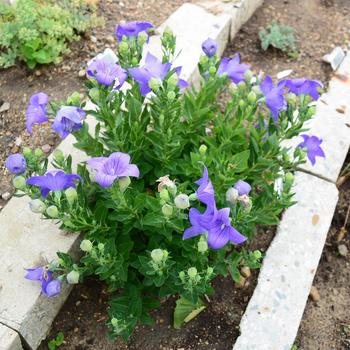 Platycodon grandiflorus - 'Sentimental Blue' Balloon Flower