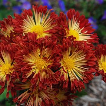 Chrysanthemum - 'Matchsticks' Hardy Mum