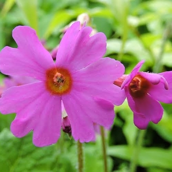 Primula polyneura - Pink Primula