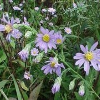 Aster laevis - Smooth Blue Aster-local ecotype
