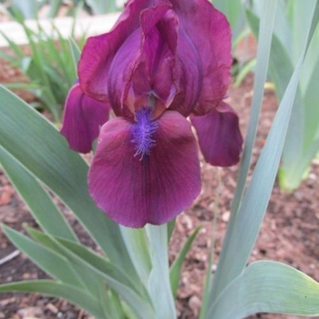 Iris pumila - 'Cherry Garden' Standard Dwarf Bearded Iris