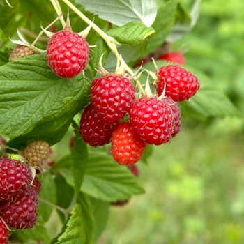 Rubus idaeus - 'Caroline' Raspberry