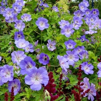 Geranium - 'Azure Rush®' Cranesbill