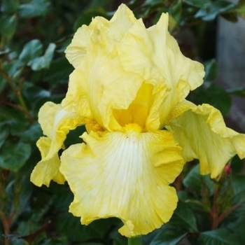 Iris Germanica 'Banana Frappe' - Bearded Iris