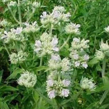 Pycnanthemum virginianum - Mountain Mint
