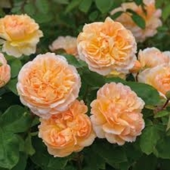 Rosa - 'The Lady Gardener' English Rose