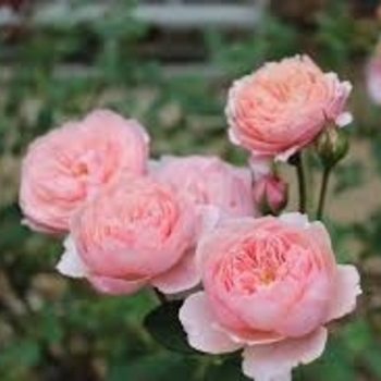 Rosa - 'The Alnwick Rose®' English Rose