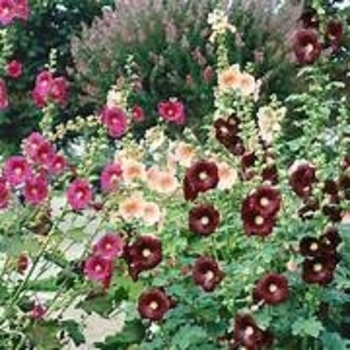 Alcea rosea 'Country Romance' - Old Fashioned Hollyhock