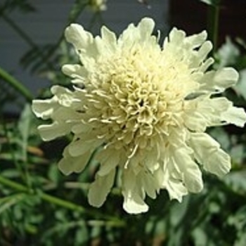 Cephalaria gigantea - Giant Pincushion Flower