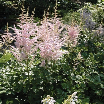 Astilbe thunbergii 'Moerheim's Glory' - Moerheim's Glory Astilbe