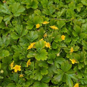 Waldsteinia fragarioides - Barren Strawberry