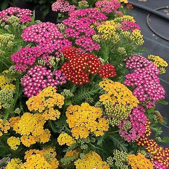 Achillea millefolium (Yarrow) - Milly Rock™ Trio