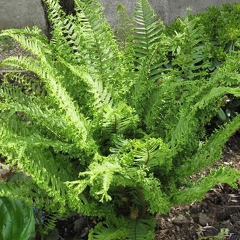 Dryopteris affinis 'Cristata the King' - Cristata the King