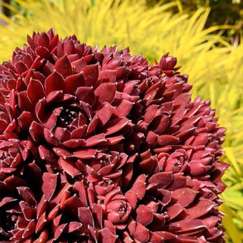 Sempervivum - Colorockz&reg; 'Coral Red' Hen & Chicks