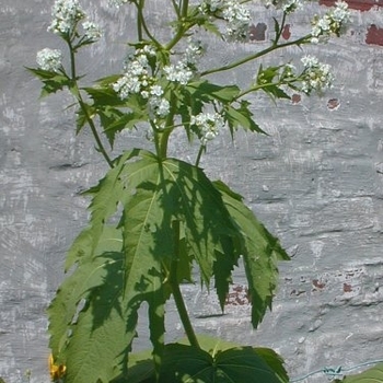 Napaea dioica - Glade Mallow