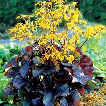 Ligularia dentata - 'Pandora'