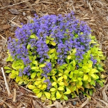 Ajuga - Feathered Friends™ 'Flashy Flamingo'