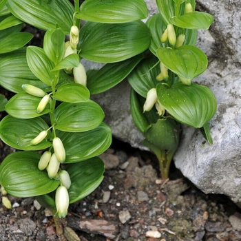 Polygonatum humile - Dwarf Solomon's Seal