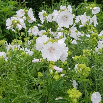 Malva Moschata 'alba' - Musk Mallow