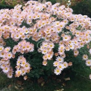 Dendranthema - 'Sheffield Pink' Chrysanthemum
