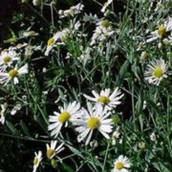 Boltonia asteroides - False aster