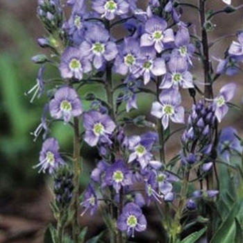 Veronica gentianoides - 'Little Blues' Gentian Speedwell