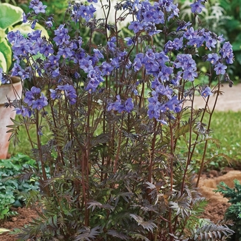 Polemonium yezoense var. hidakanum - 'Purple Rain' Jacob's Ladder