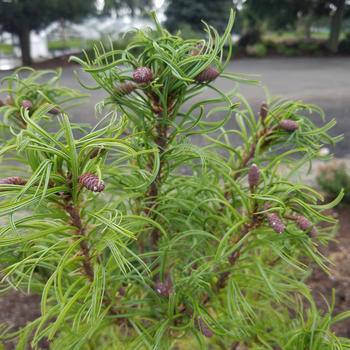 Pinus strobus - 'Torulosa' Eastern White Pine