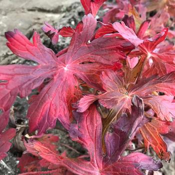 Geranium maculatum - 'Crane Dance'