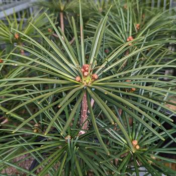 Sciadopitys verticillata - 'Wintergreen' Japanese Umbrella Pine